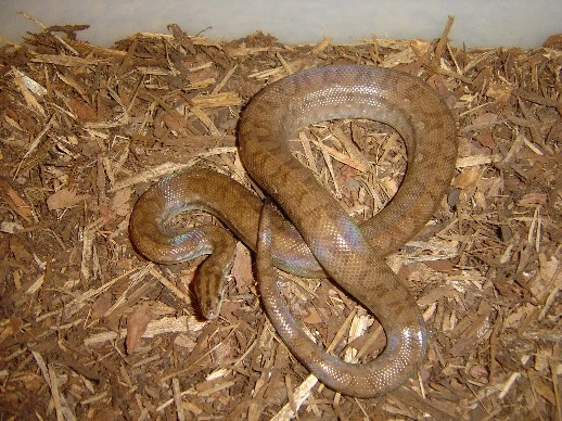 Brun regnbueboa (Epicrates cenchria maurus)